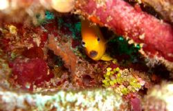 Taken on a dive to Hol Chan Marine Reserve off the Cayes ... by Luella Hitchcock 